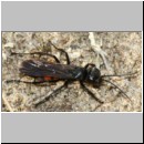 Anoplius viaticus - wegwespe-37a 11mm Sandgrube Niedringhaussee.jpg